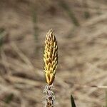 Carex ericetorum Bloem