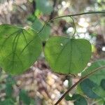 Cocculus carolinus Blad