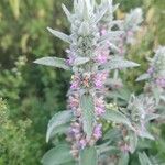 Stachys germanicaFlower