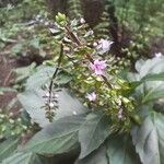 Ocimum carnosum Облик