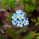 Myosotis incrassata Blodyn