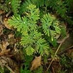 Dicentra canadensis Blatt