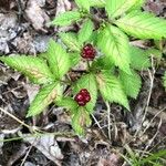 Rubus pubescens Fruit