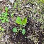 Viola sagittata Blad