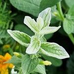 Salvia viridis পাতা