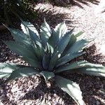 Agave salmiana 葉