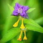 Melampyrum subalpinum Квітка