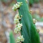 Phyllanthus epiphyllanthus 花