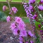 Liatris aspera Virág