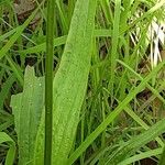 Plantago argentea Leaf