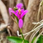 Epidendrum radicans Flower
