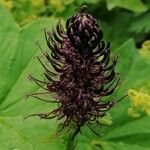 Phyteuma ovatum 花
