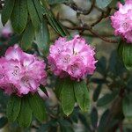 Rhododendron × geraldii