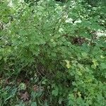 Ribes divaricatum 整株植物