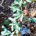 Halimodendron halodendron Leaf