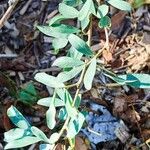 Halimodendron halodendron Hoja