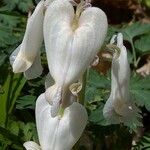 Dicentra canadensis Flor