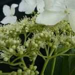 Hydrangea heteromalla Характер