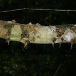 Hylodendron gabunense Corteza