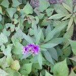 Vernonia baldwinii Flower