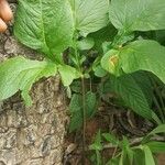 Tacca leontopetaloides Leaf