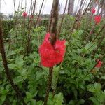 Stachytarpheta mutabilis Flor