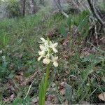 Dactylorhiza insularis Flower