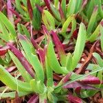 Carpobrotus edulis Hoja