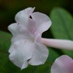 Rhododendron mogeanum Květ