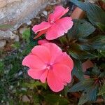 Impatiens hawkeri Кветка