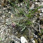 Fritillaria pyrenaica Celota