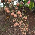 Cordia dichotoma Fruchs