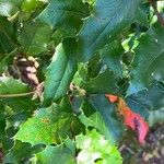 Berberis repens Leaf