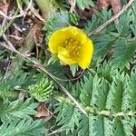 Argentina anserina Leaf