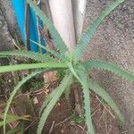 Aloe arborescens Leaf