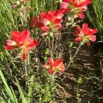 Castilleja indivisa 花