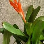 Aechmea nudicaulis Ліст