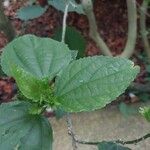 Malvaviscus arboreus Leaf