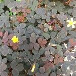 Oxalis spiralis Feuille