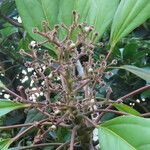 Oreopanax striatus Gyümölcs