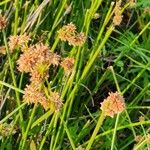 Schoenoplectiella corymbosa Flower