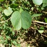 Bauhinia galpinii برگ