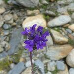 Linaria alpina Fleur