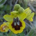 Ophrys lutea 花