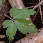 Anemone nemorosa ᱥᱟᱠᱟᱢ