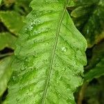 Bolbitis heteroclita Leaf