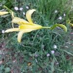 Hemerocallis minorŽiedas