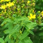 Hypericum punctatum Květ