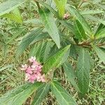 Asclepias incarnataBloem