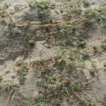 Tribulus terrestris Хабит